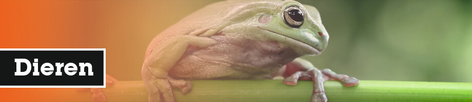 Ademhalen bij dieren Ademhalen bij dieren