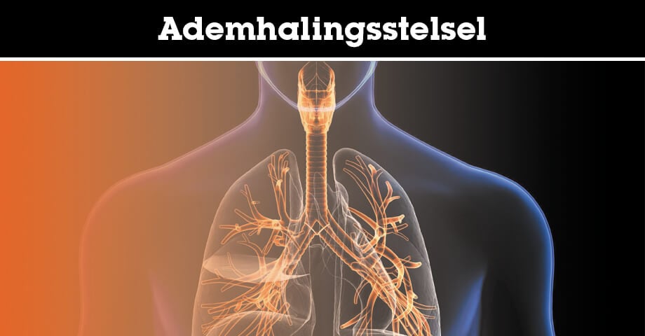 Ademhalingsstelsel