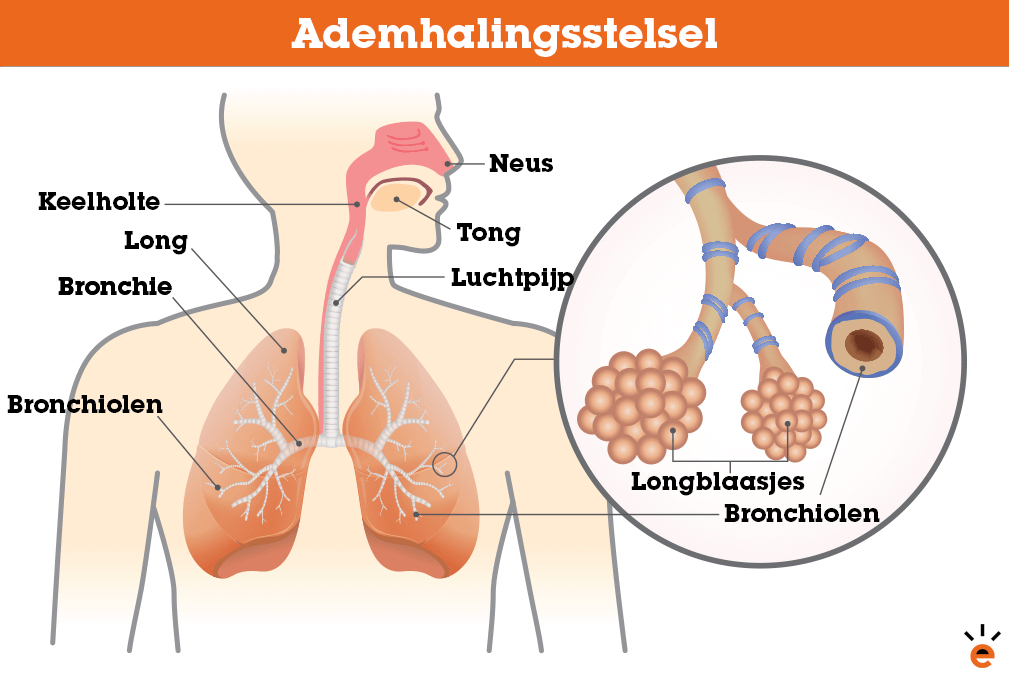 Ademhalingsstelsel