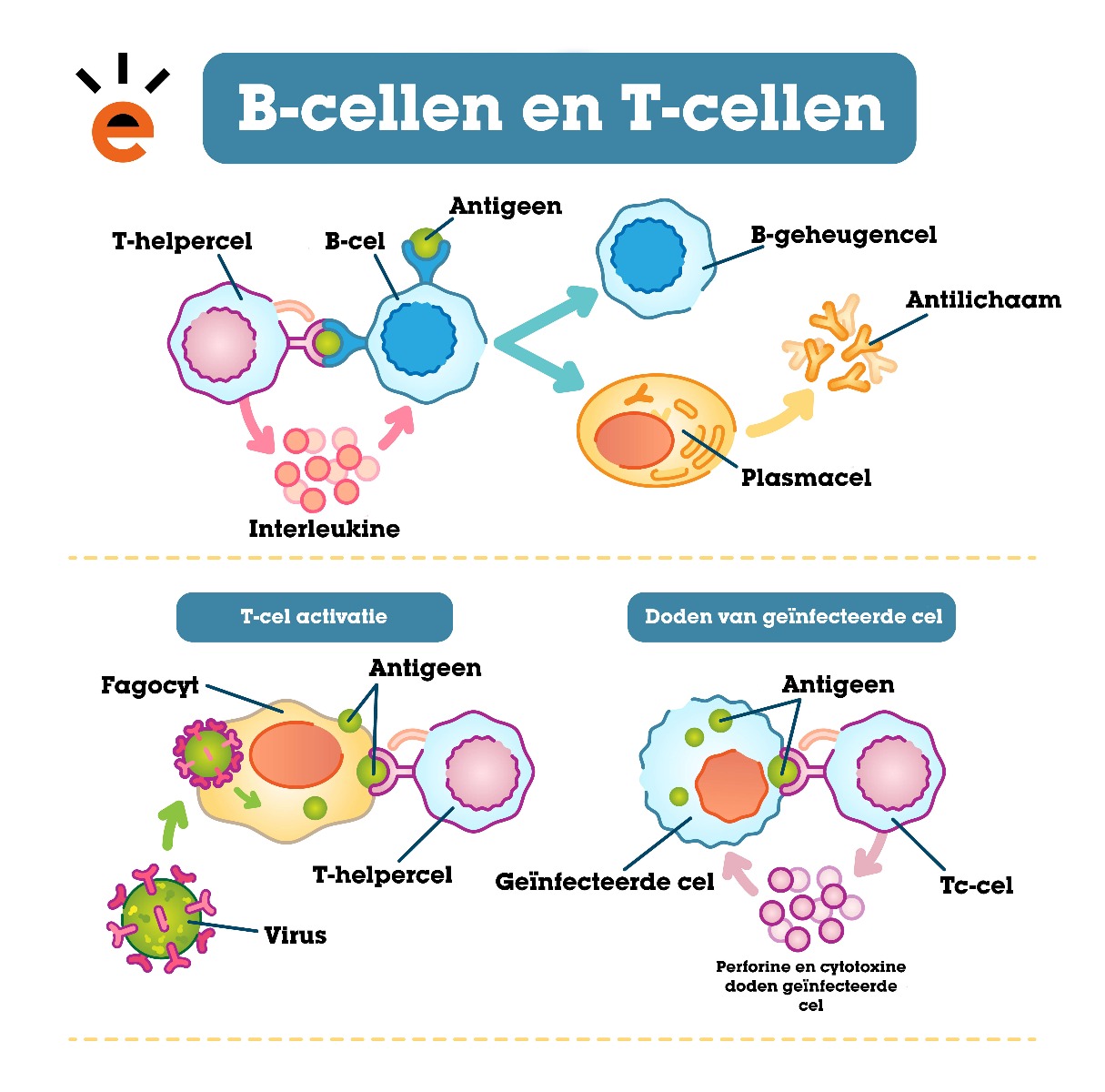 B-cellen en T-cellen