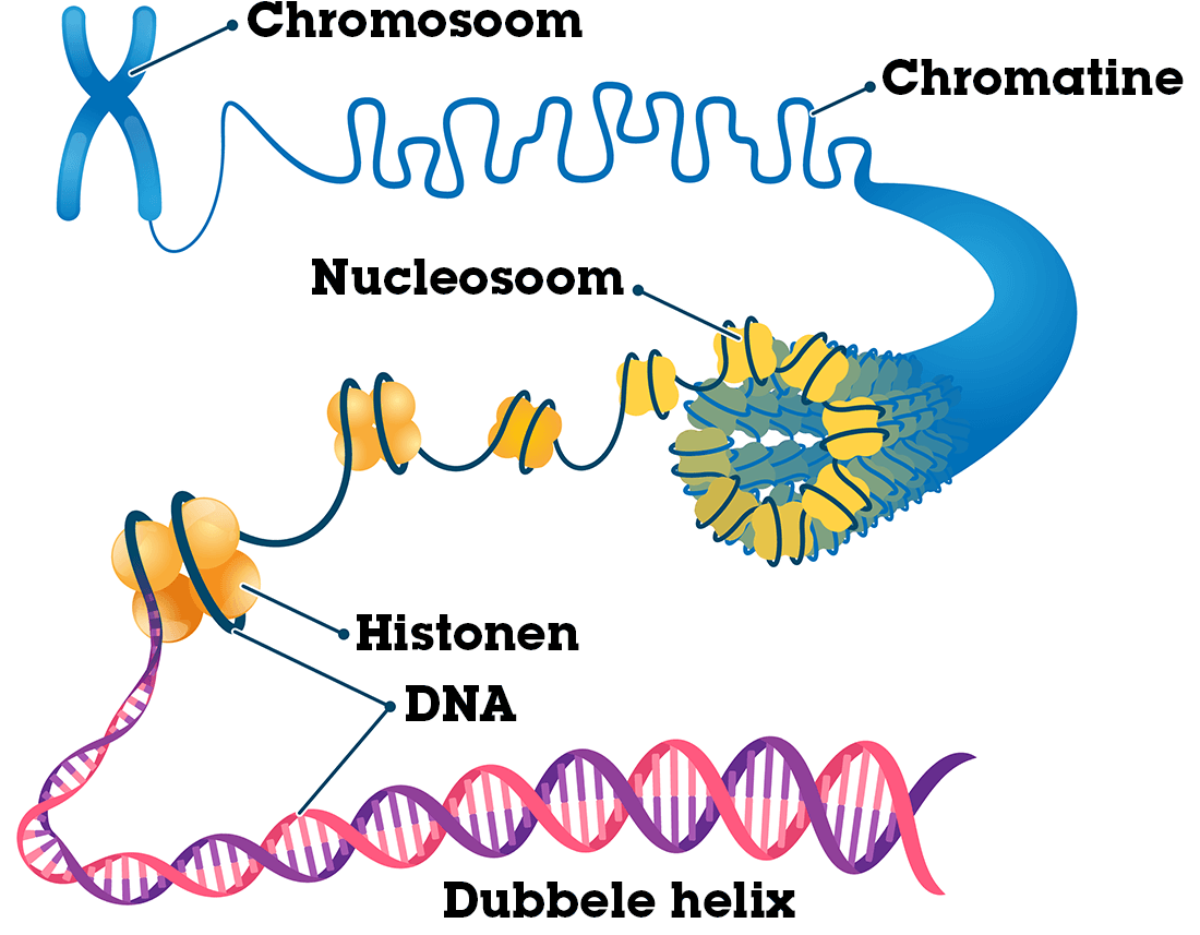 Chromosoom en DNA Chromosoom en DNA