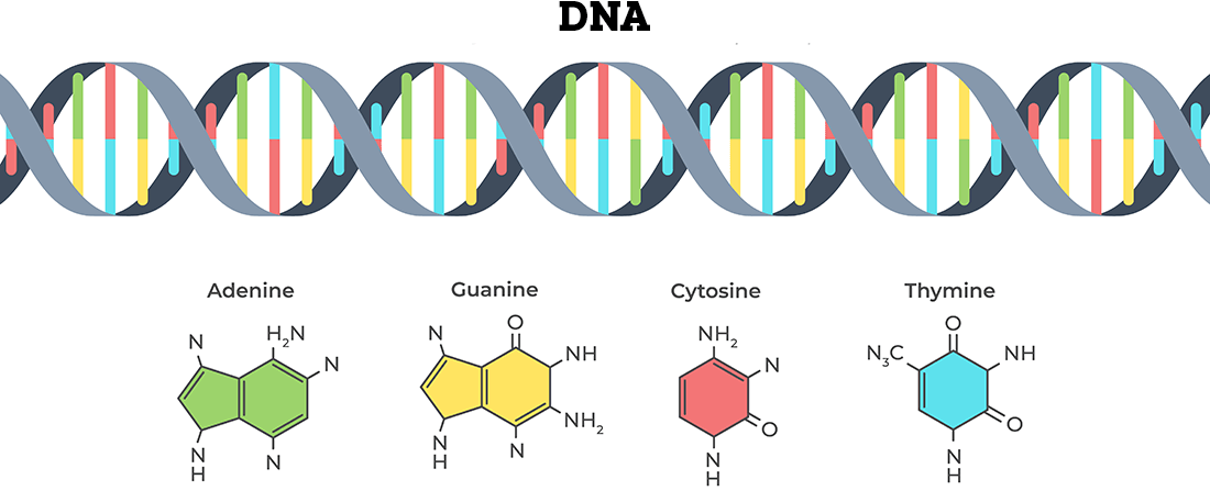 DNA overzicht