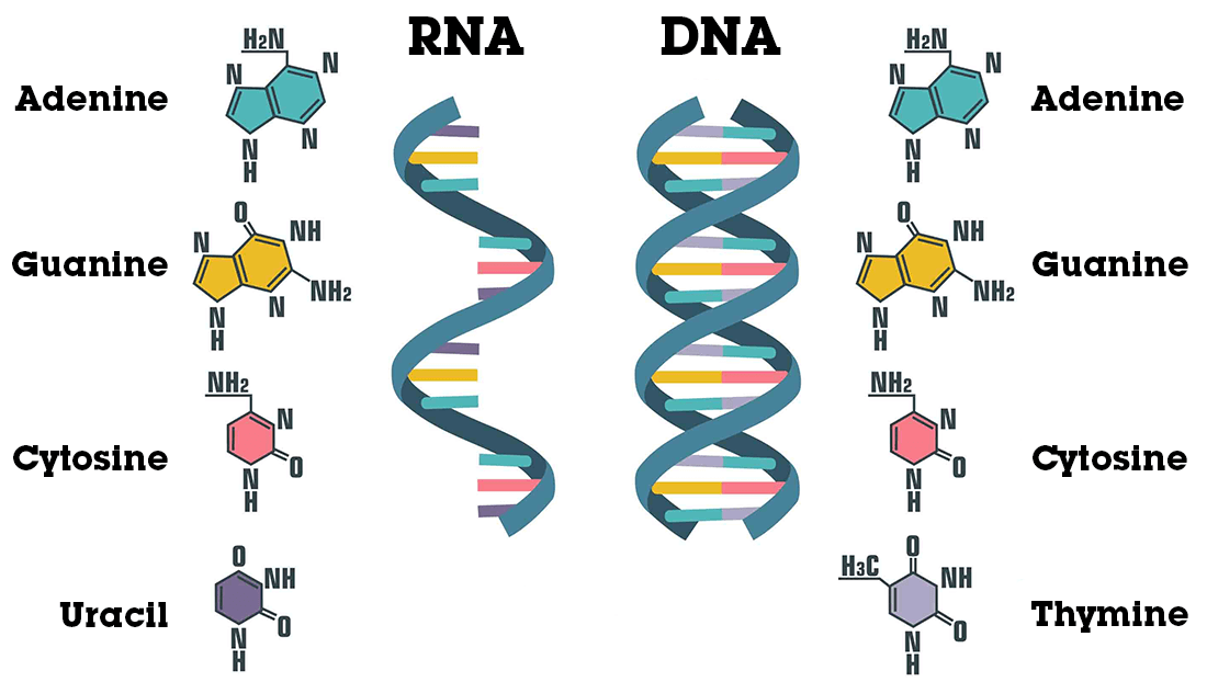 DNA en RNA