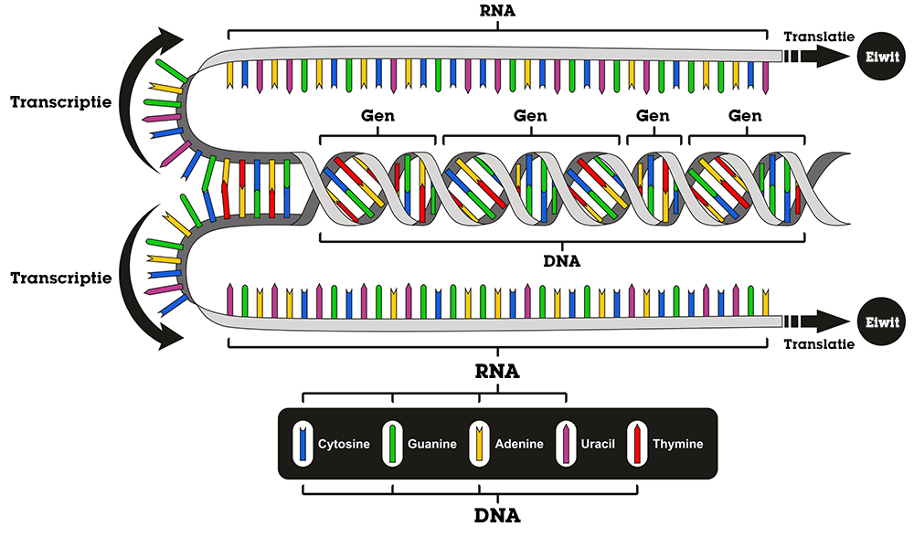 Transcriptie en translatie