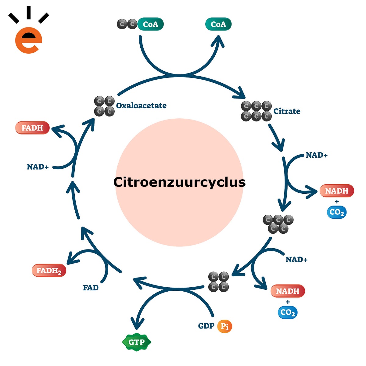 Citroenzuurcyclus