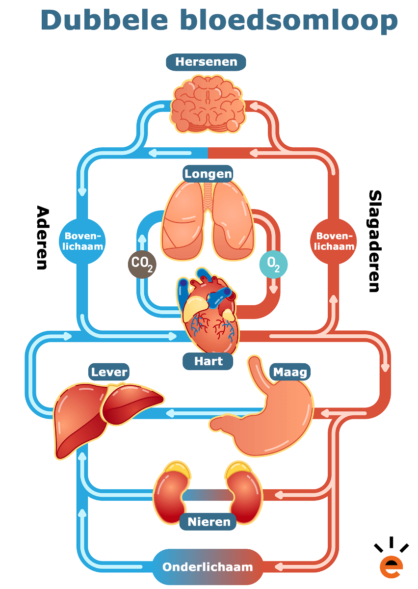 Dubbele bloedsomloop