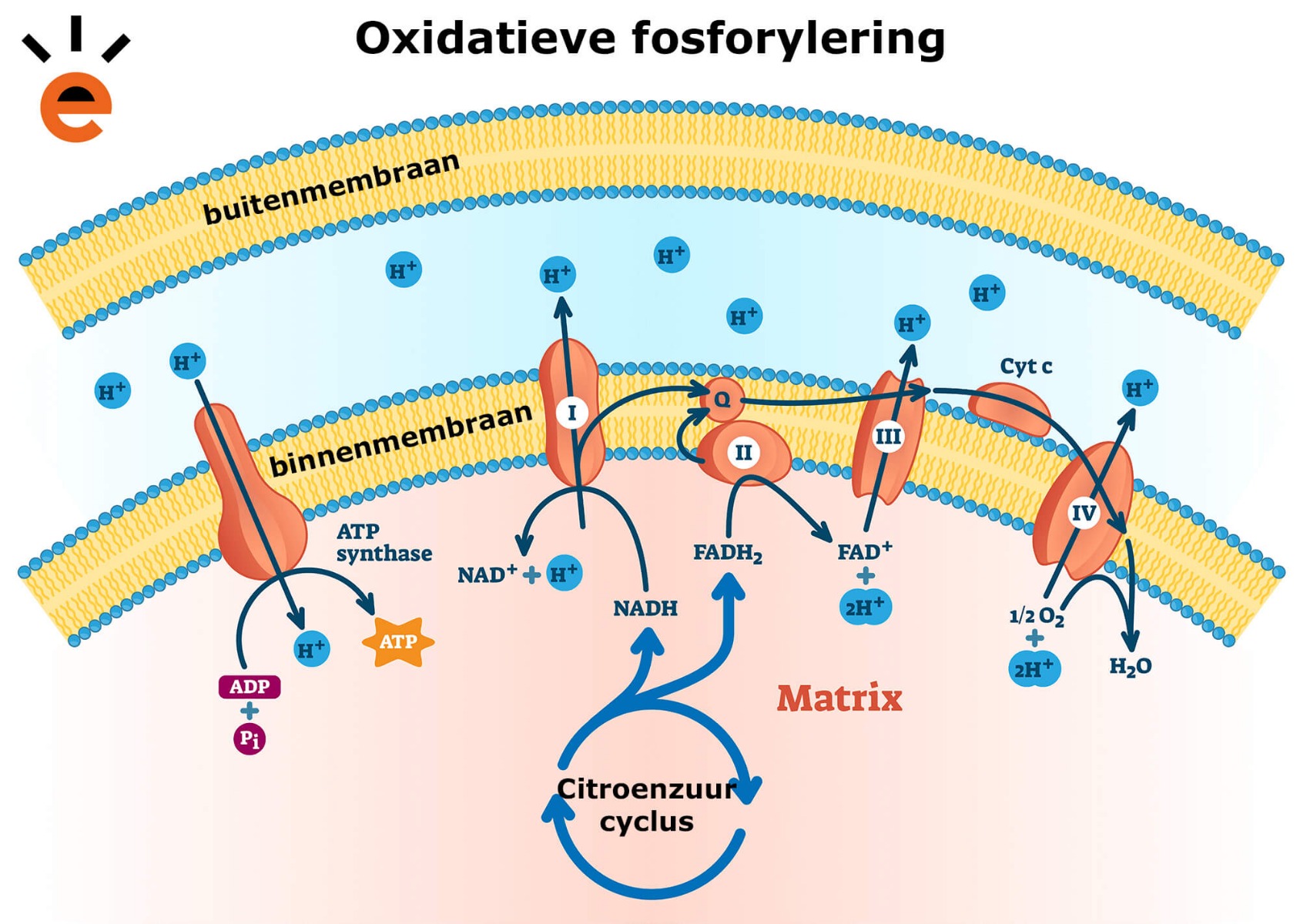 Oxidatieve fosforylering