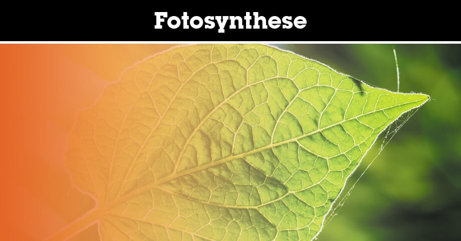 Fotosynthese