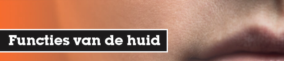 Functies van de huid Functies van de huid
