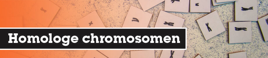 Homologe chromosomen