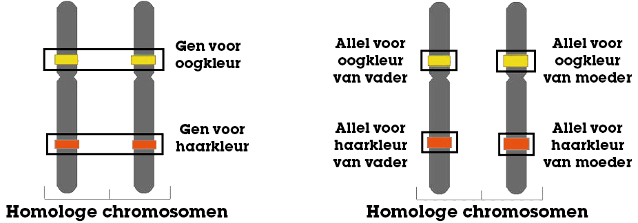 Homologe chromosomen