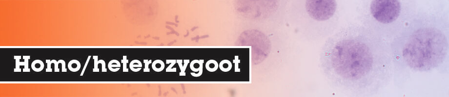 Homozygoot en heterozygoot Homozygoot en heterozygoot