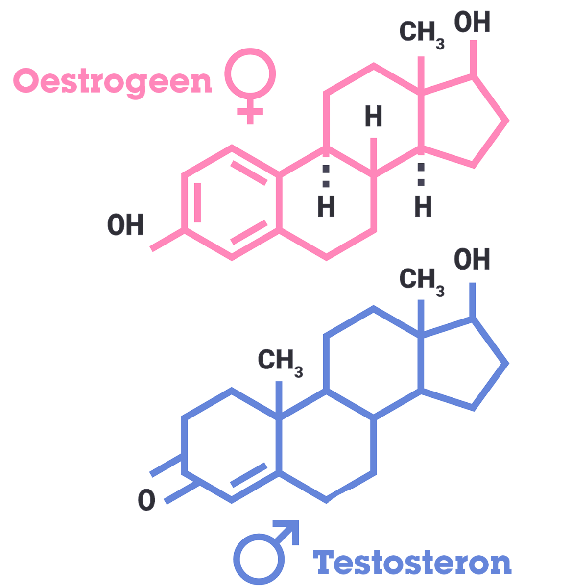 Oestrogeen en testosteron