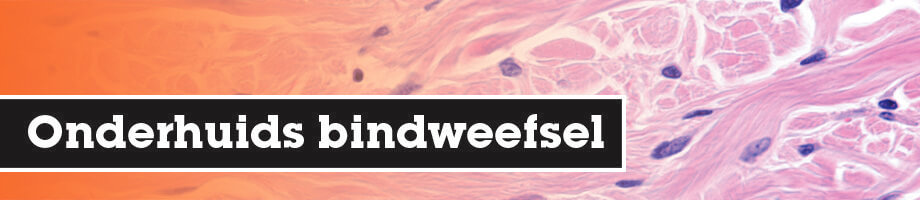 Onderhuids bindweefsel Onderhuids bindweefsel
