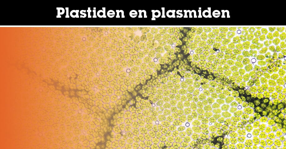 Plasmiden en plastiden