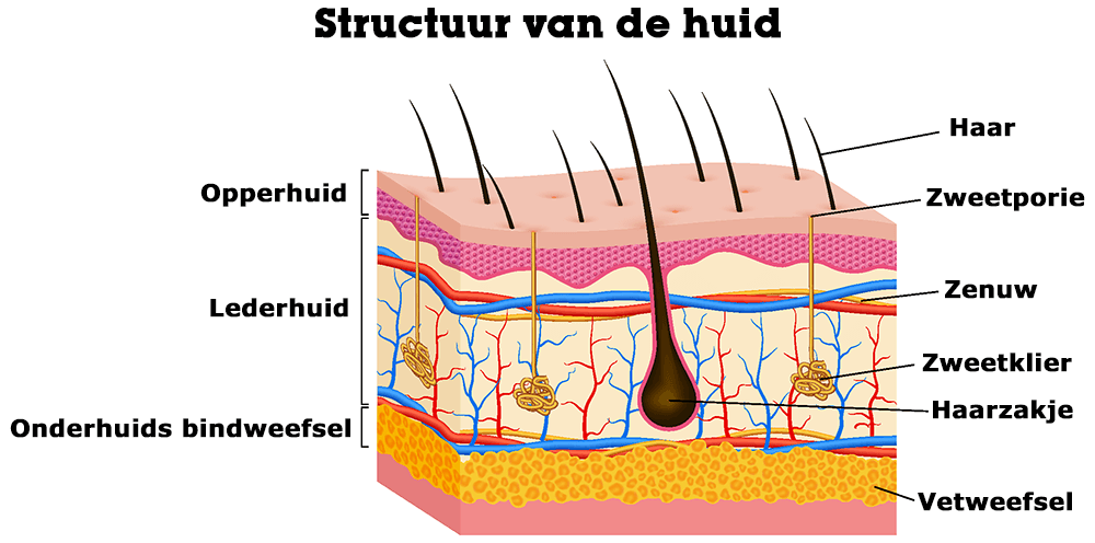 Structuur van de huid