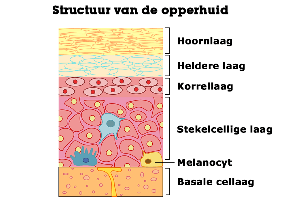 Structuur van de opperhuid