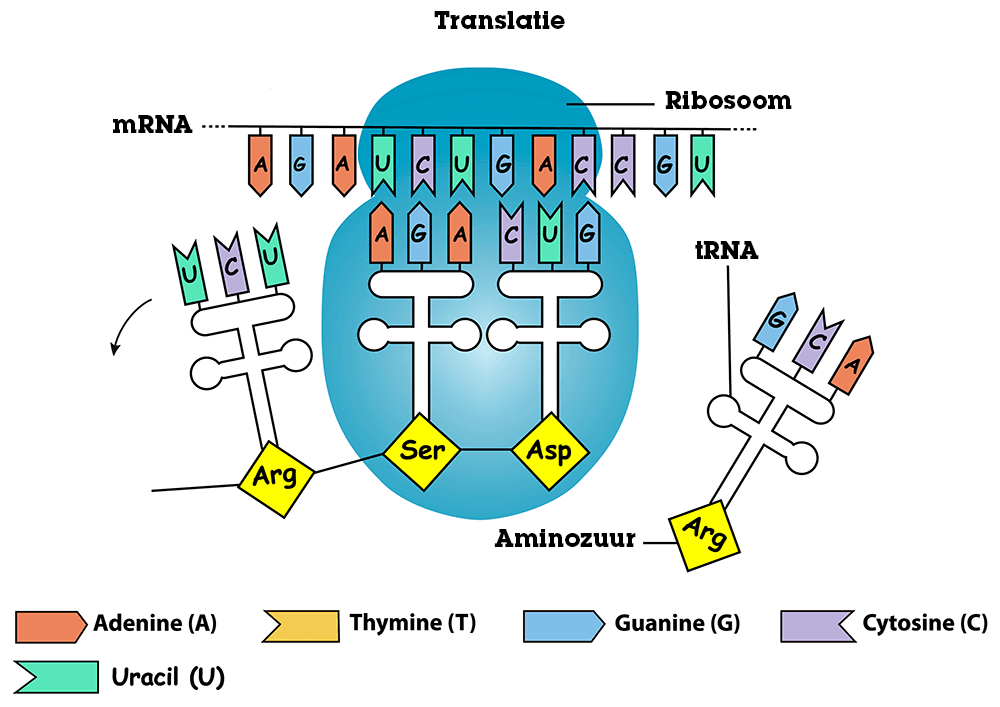 Translatie Translatie