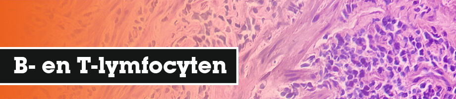 Wat is het verschil tussen B- en T-lymfocyten?
