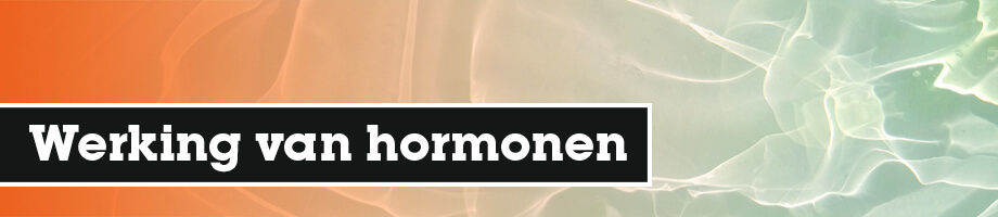 Werking van hormonen Werking van hormonen