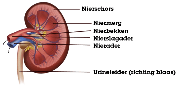 Overzicht van een nier
