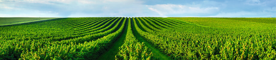 Bos- en landschapsadviseur