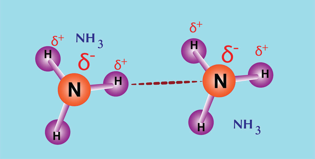 Waterstofbrug met N en H atomen